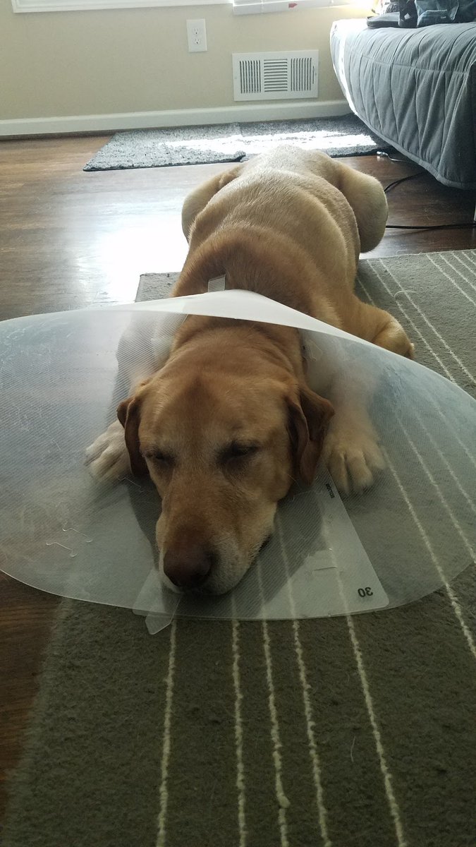 Cyb3line's tweet photo. Fidito is safe and resting! #battledog https://t.co/sFSDrk1d6t
