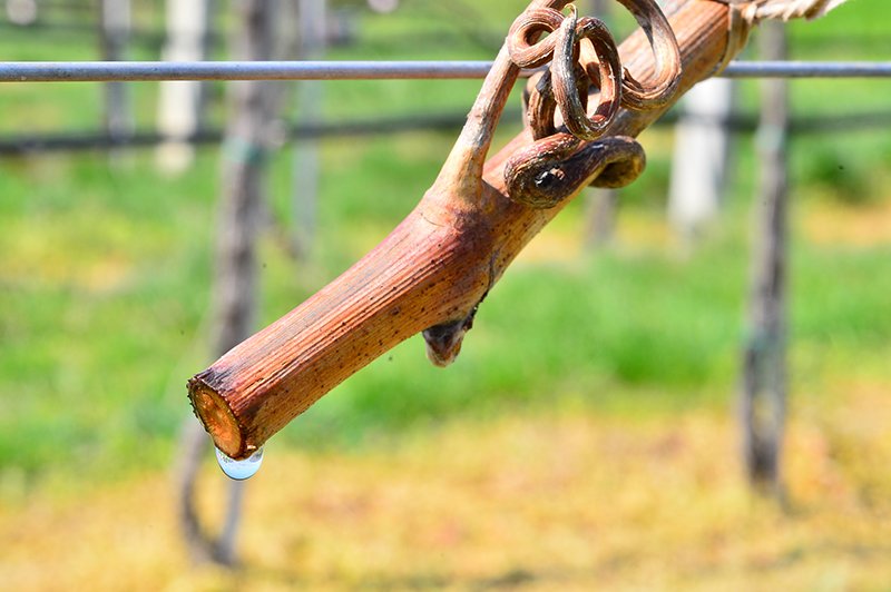 WinesofSerbia's tweet photo. Degustacija sjajnih mladih vina sa Fruške Gore - Vinarija #Deurić
https://t.co/8nSzxZ3vpu 
#wine #FruškaGora #Serbia https://t.co/96Nd3wSuG2