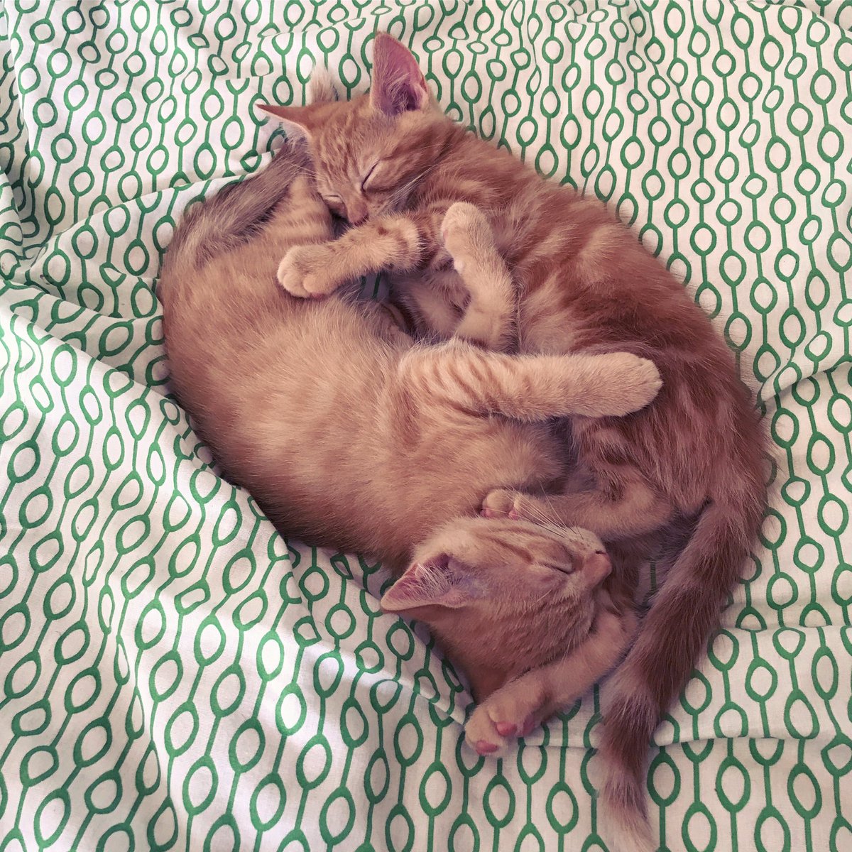 The two new B&amp;B kittens are settling in very well!! 🐈🐈#mountpleasantfarmcats