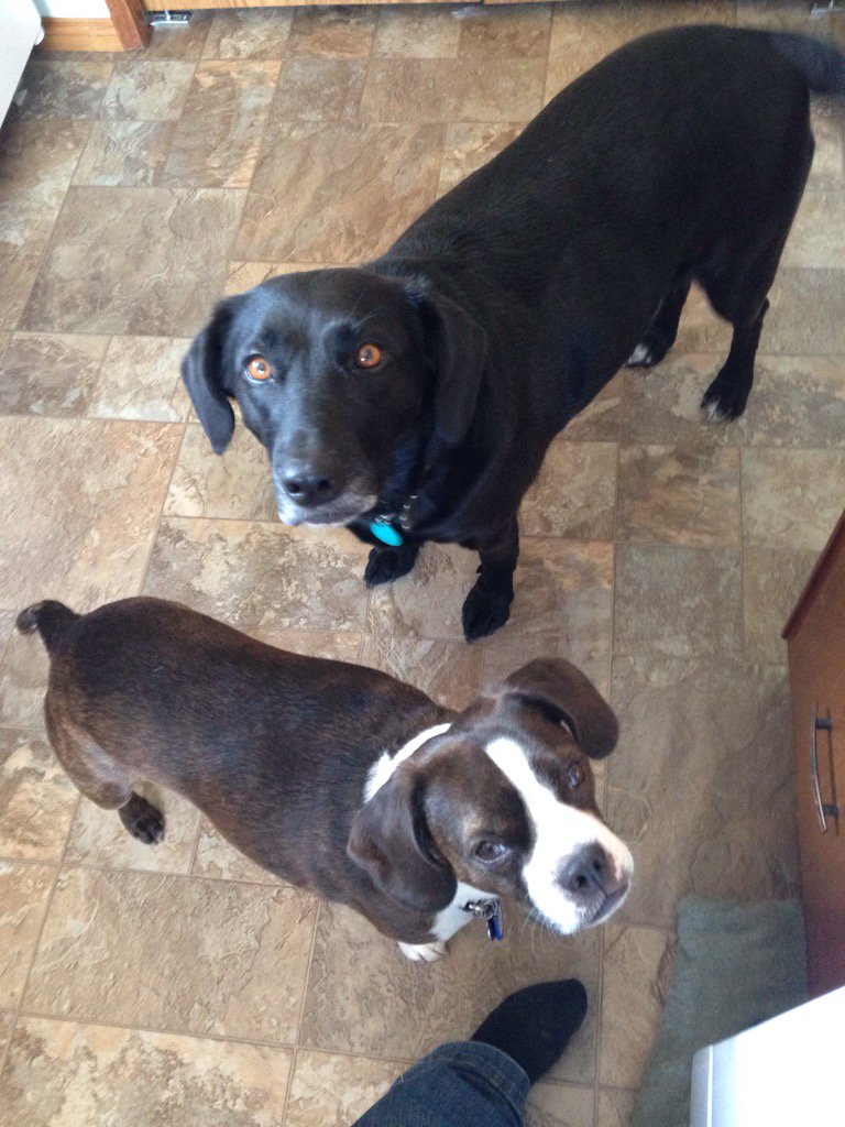 HalsteadMyrna's tweet photo. Murphy and Harper out for a visit. https://t.co/f1nVP0yFyG