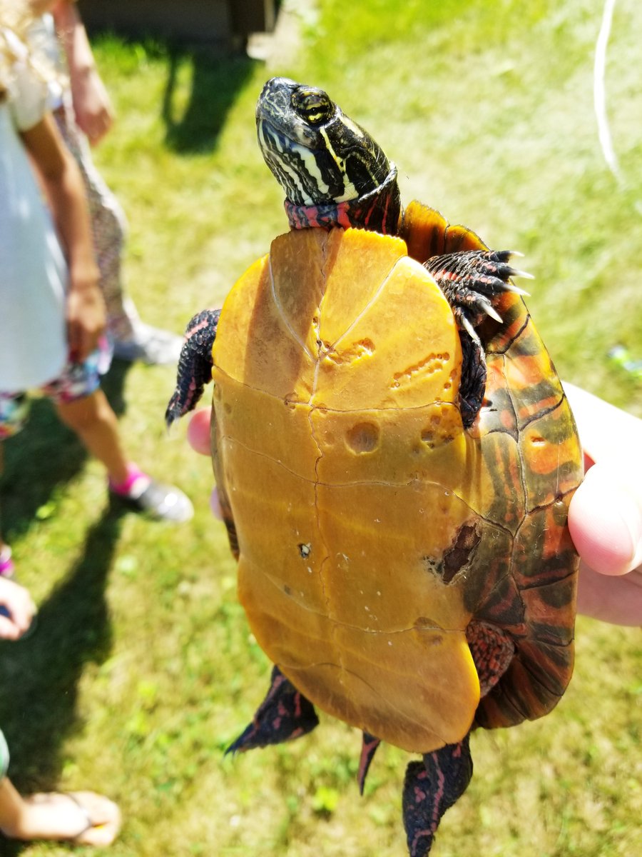 SavvySavingCoup's tweet photo. Don't get internet as slow as this little guy we found in the yard the other day! @verizonfios has you covered Bostonians! #AD #FiosBoston https://t.co/kIn0710c0Z