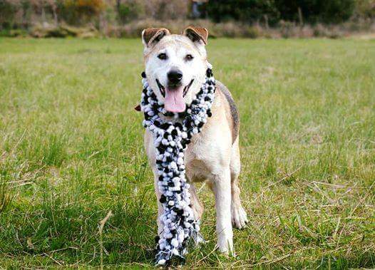 elcampito's tweet photo. Soy ALELÍ 💖🐾
Me puse linda para la foto, con mi mejor sonrisa, para q se enamoren de mí. 
👉adoptantesdelcampito@gmail.com 
#AdoptaUnViejito https://t.co/r3yD0n3xdj