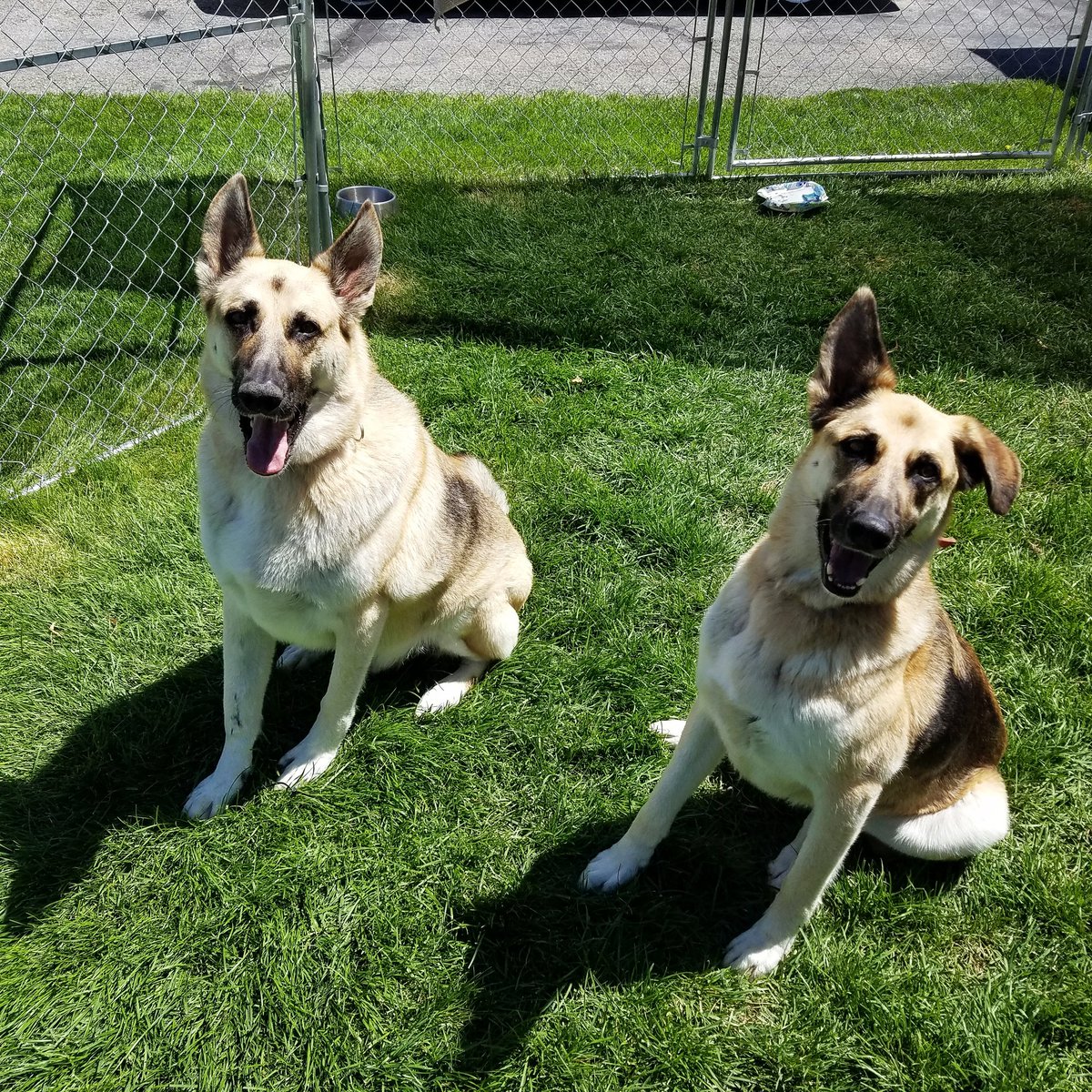 Dogloverpetcare's tweet photo. Welcoming our new friends to Dog Lovers! Jonnie and Cash https://t.co/Ao0C7S7CKA