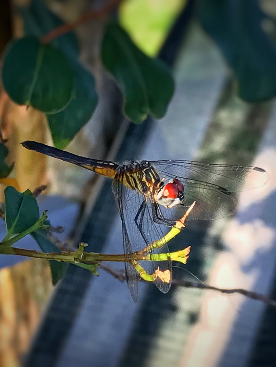 StacyMariePics's tweet photo. Photo of the day!!!!! #photooftheday #stacymariephotography #iphone7plus https://t.co/RKtXJ8eBca
