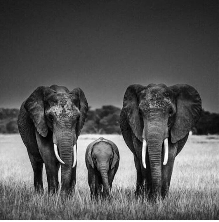 laurentbaheux's tweet photo. Leave elephants wild &amp; free forever #worldelephantday2017 #banivorytrade #AnimalRights #makewildlifegreatagain #MakeOurPlanetGreatAgain https://t.co/kW6HfPLmMW