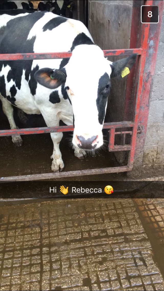 You know your beginning to be obsessed with cows when your boyfriend sends these instead of texts! 😂😂