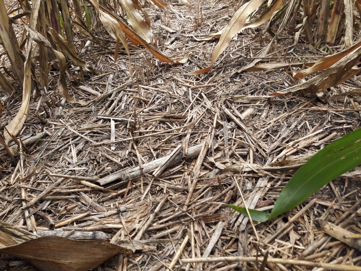ErickOH_AC's tweet photo. Dejar los #rastrojos cono #cobertura ayuda a reducir la incidencia de malezas. En @MasAgroGto te decimos como #MalezasAC @ACCIMMYT https://t.co/9j3CilOc7Q