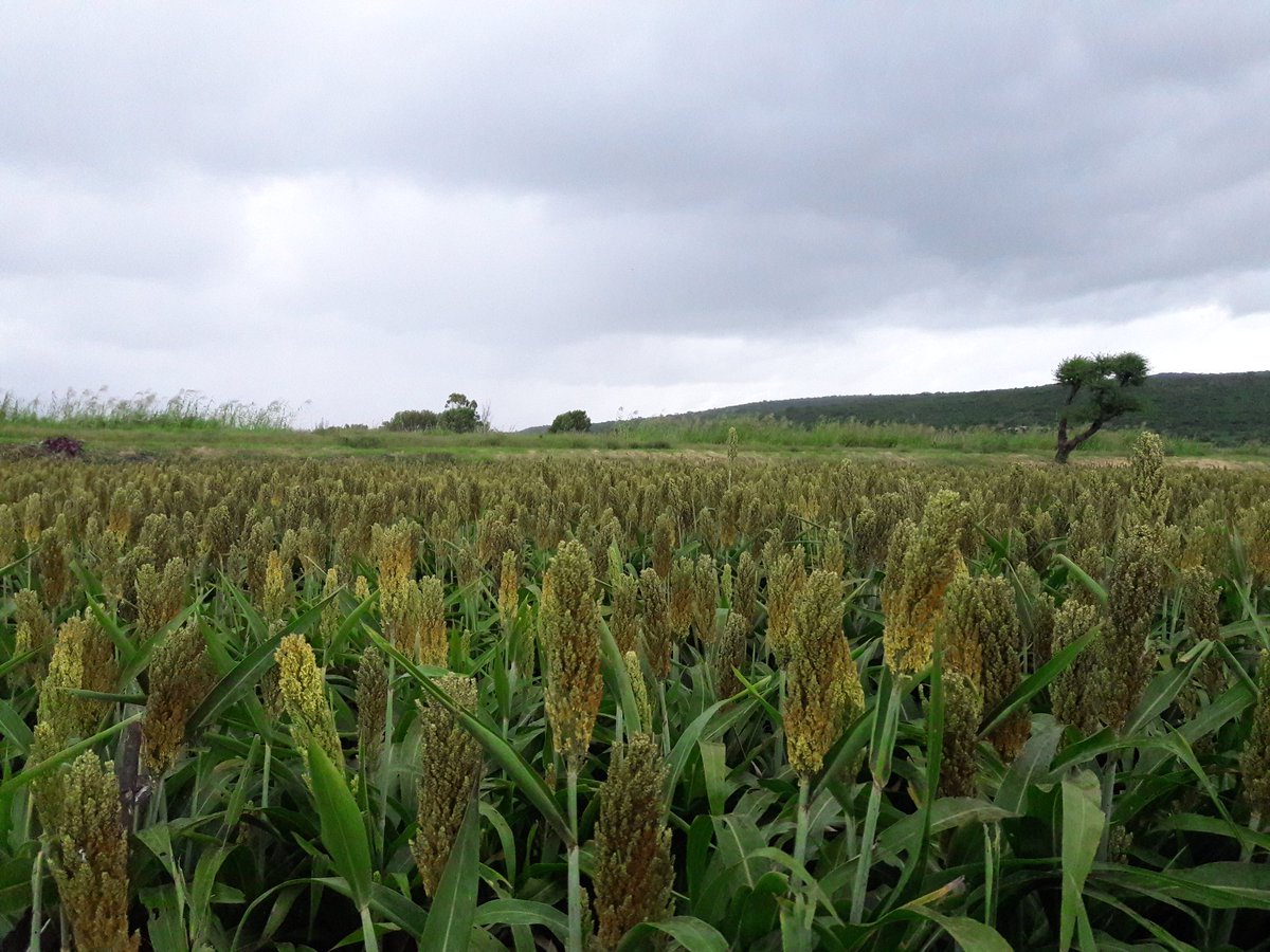 ErickOH_AC's tweet photo. Dejar los #rastrojos cono #cobertura ayuda a reducir la incidencia de malezas. En @MasAgroGto te decimos como #MalezasAC @ACCIMMYT https://t.co/9j3CilOc7Q