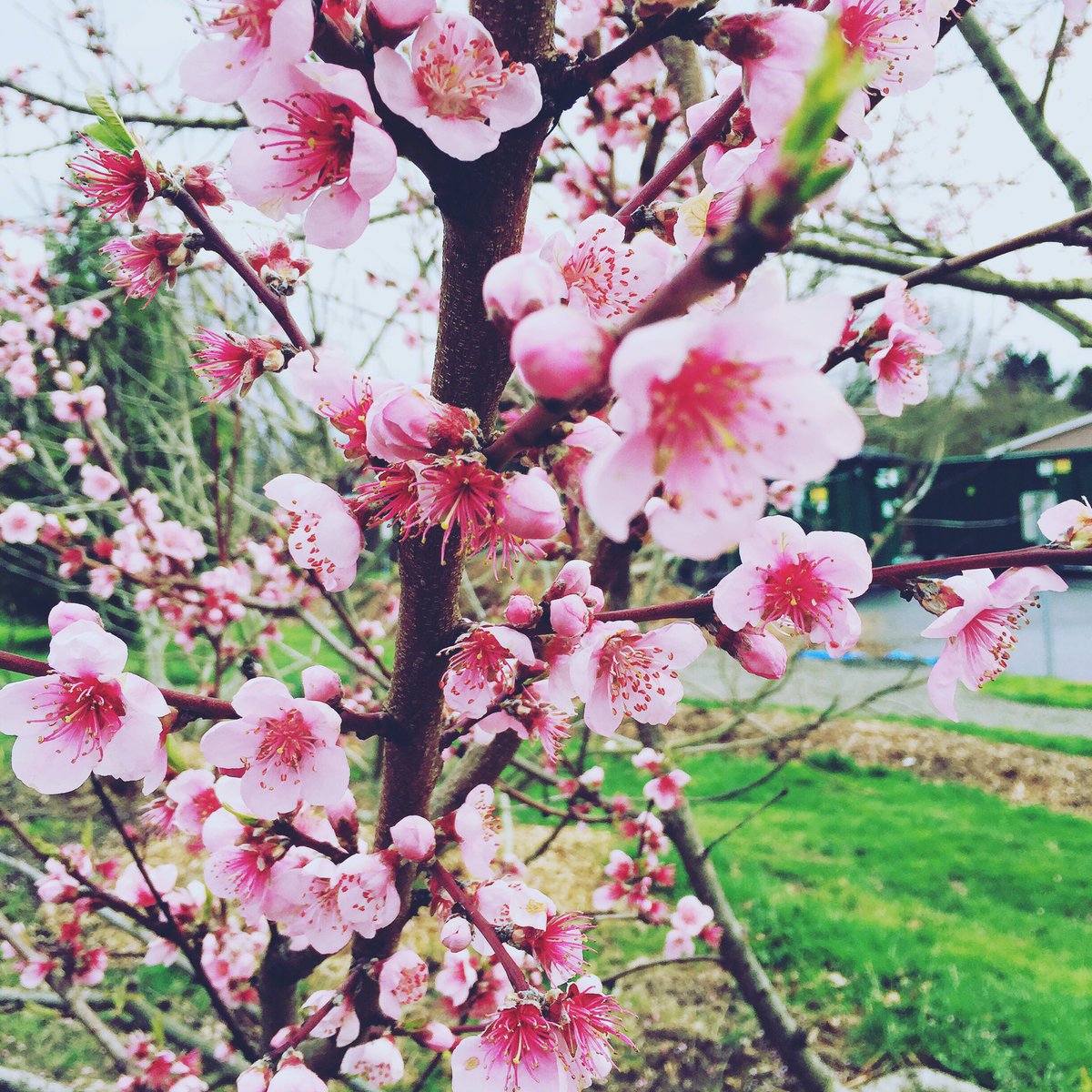 VillageGardens1's tweet photo. Blossoms have turned to fruit at Fruits of Diversity orchard. Join us Sat. from 10-1. #fruitsofdiversity #portlandfruittreeproject #harvest https://t.co/rJh7ILZqH8