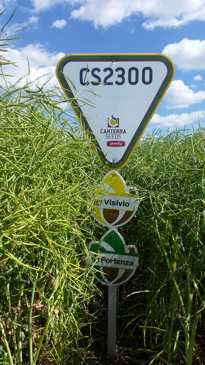 Page__Newton's tweet photo. Wowza! My new favourite #canola for S AB!!! @canterraseeds #CS2300 #bigyield #gr8legs in irrigated #yieldworks systems @ Bow City Colony https://t.co/ze0aQSI21V