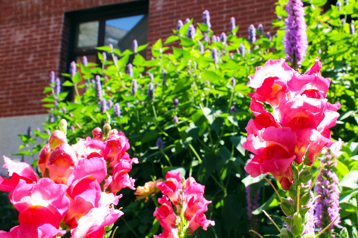 DalnavertMuseum's tweet photo. Have you seen our Victorian and Edwardian gardens yet this summer? #Canada150 #FinditFriday #Greenthumb #HeritageMB #tourismwpg https://t.co/uvhPCsdwSN
