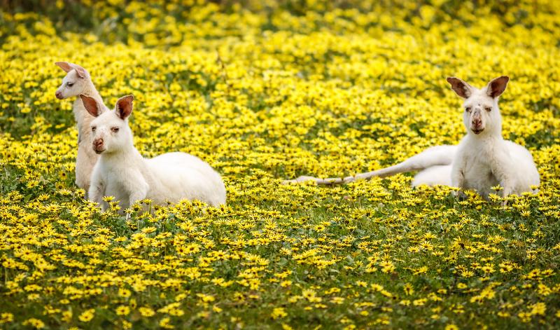 Rotary's tweet photo. Through these #Rotary wildlife projects, our members are working to preserve animal habitats. https://t.co/nAHxucP46i https://t.co/zTWKDsexBn