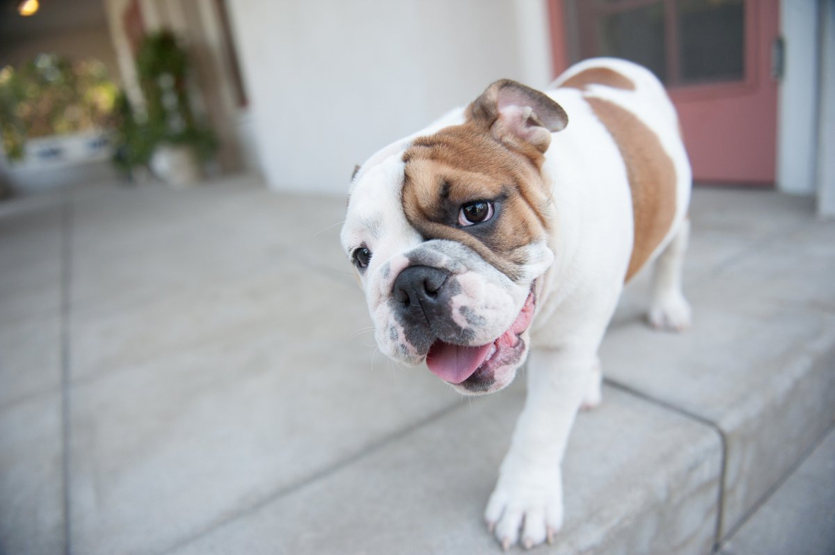 UofRedlands's tweet photo. #FridayFeeling  Addie is looking forward to the weekend! #urmascot https://t.co/OLHeWrDU2A