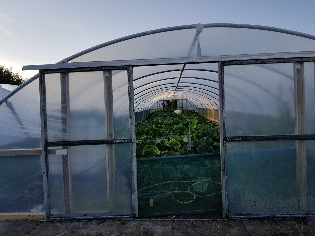 PolytunnelSteve's tweet photo. Monster #Pumpkin gets a new roof.
Still growing up to the end of October.....
I think they'll  need a bigger #polytunnel !! https://t.co/oOyRq4M16R