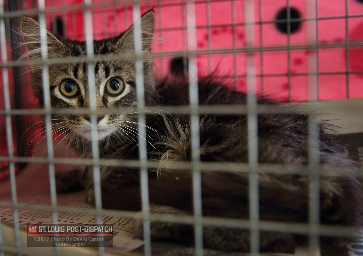 PDPJ's tweet image. Rally cat found. Kitten trapped in Citygarden likely missing Cardinals feline #RallyCat stltoday.com/news/local/met… via @stltoday