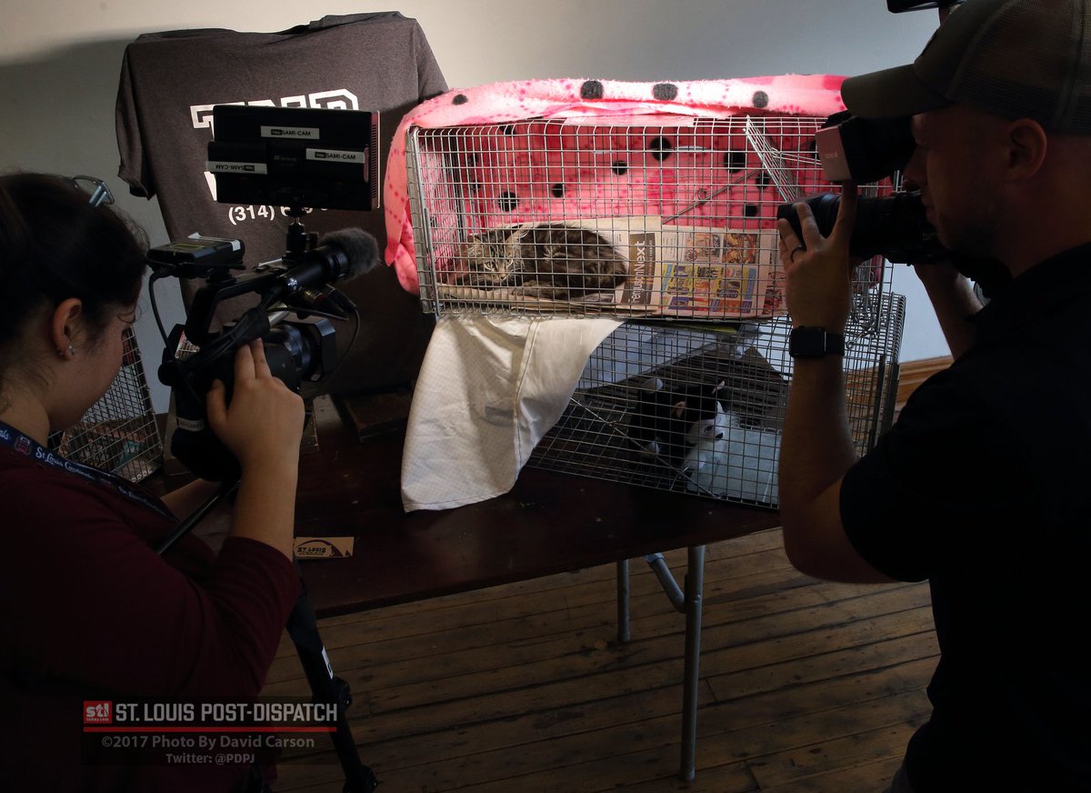 PDPJ's tweet image. Rally cat found. Kitten trapped in Citygarden likely missing Cardinals feline #RallyCat stltoday.com/news/local/met… via @stltoday