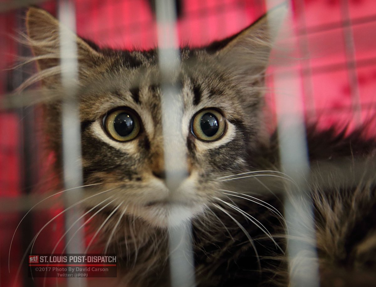 PDPJ's tweet image. Rally cat found. Kitten trapped in Citygarden likely missing Cardinals feline #RallyCat stltoday.com/news/local/met… via @stltoday