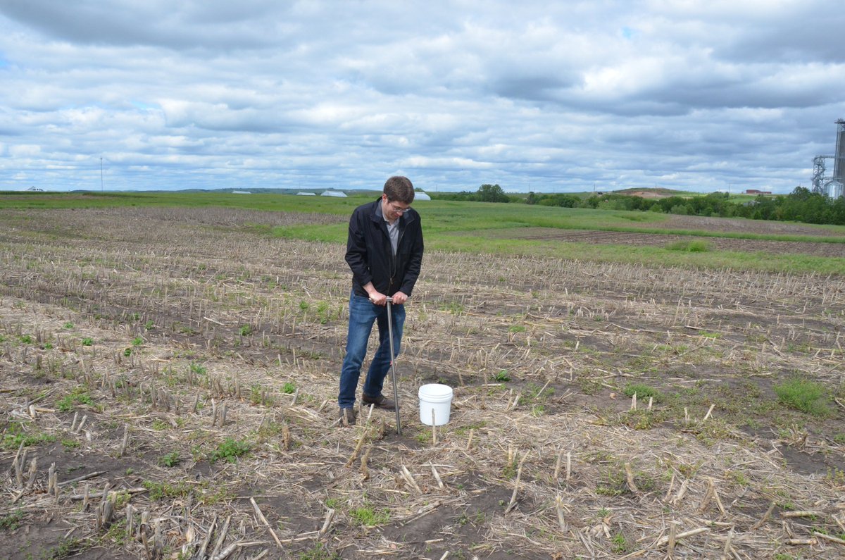 KStateSoilTest's tweet image. Planning for wheat? Dial your fertilizer program in with a soil test. More info in this week's eUpdate: webapp.agron.ksu.edu/agr_social/eu_… @KStateAgron