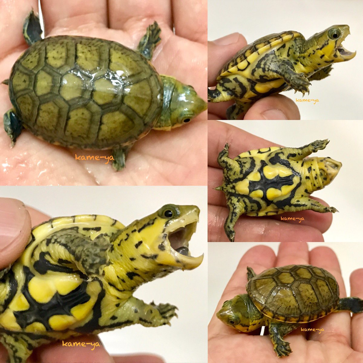 Kame Yaナオ ハラガケガメのイエローベビー 成長線が出ましたよ ハラガケガメ Kame Yaナオ ハラガケガメのイエローベビー 成長線が出ましたよ ハラガケガメ