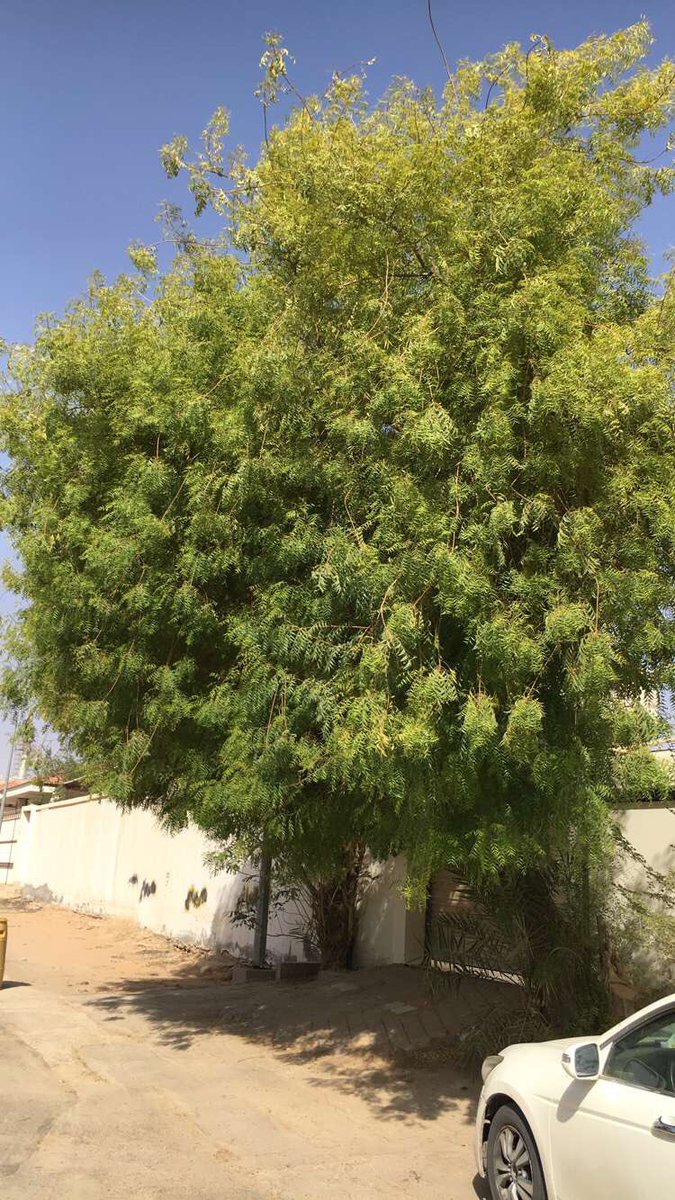شجرة النيم