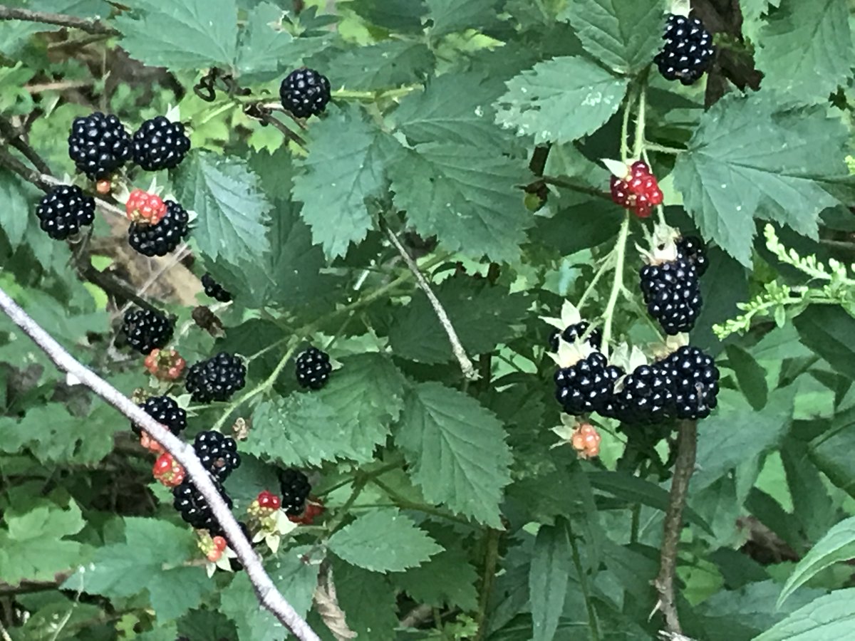 labelonthefly's tweet photo. Make homemade preserves? https://t.co/YoB72kgBdd let’s you create professional labels  #homemade #jam #jelly https://t.co/JiASJGkplv https://t.co/tAzOqK879H