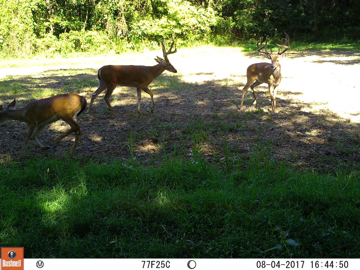 RealDeerCamp's tweet photo. It's #whitetailwednesday! Buckzilla is lookn better and better as the weeks go by 😍#deerhunting #deer #hunting #bushnell #trailcam @Bushnell https://t.co/iWHpjvoWyu
