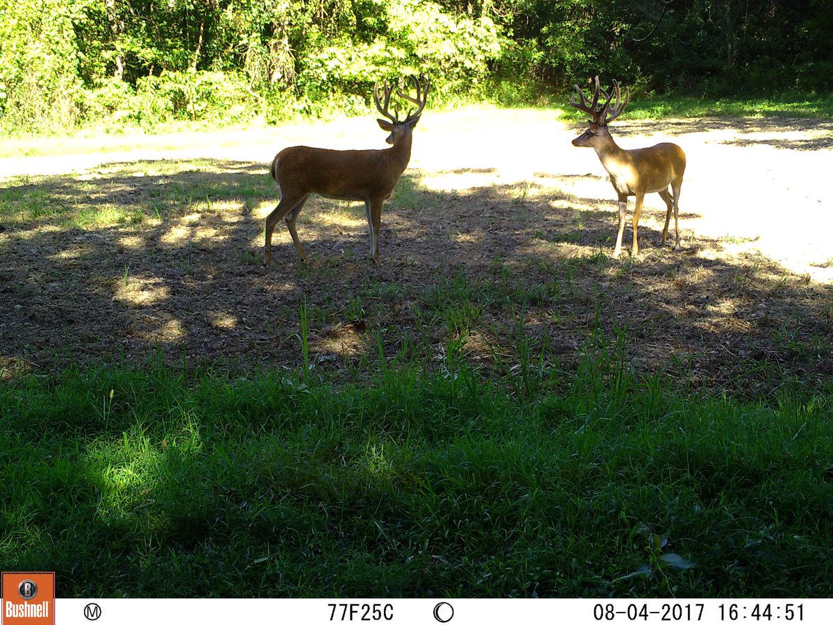 RealDeerCamp's tweet photo. It's #whitetailwednesday! Buckzilla is lookn better and better as the weeks go by 😍#deerhunting #deer #hunting #bushnell #trailcam @Bushnell https://t.co/iWHpjvoWyu