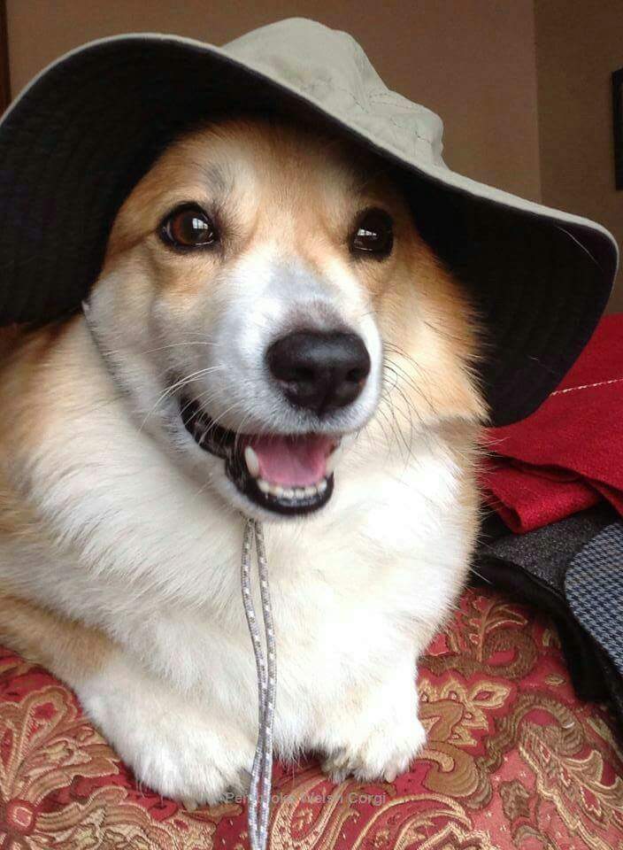 TheDailyCorgi's tweet photo. Thursday on the Daily Corgi blog: Charlie takes us on Corgi Safari! Gonna get wild. https://t.co/fNcsT5txCx