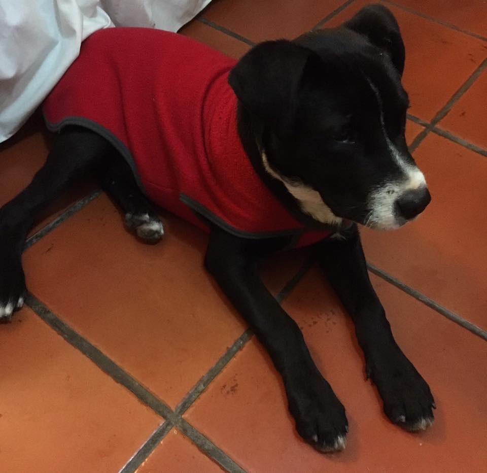 Orijuarez's tweet photo. Difundir porfavor❤️🐶 https://t.co/BwMMbTspcS