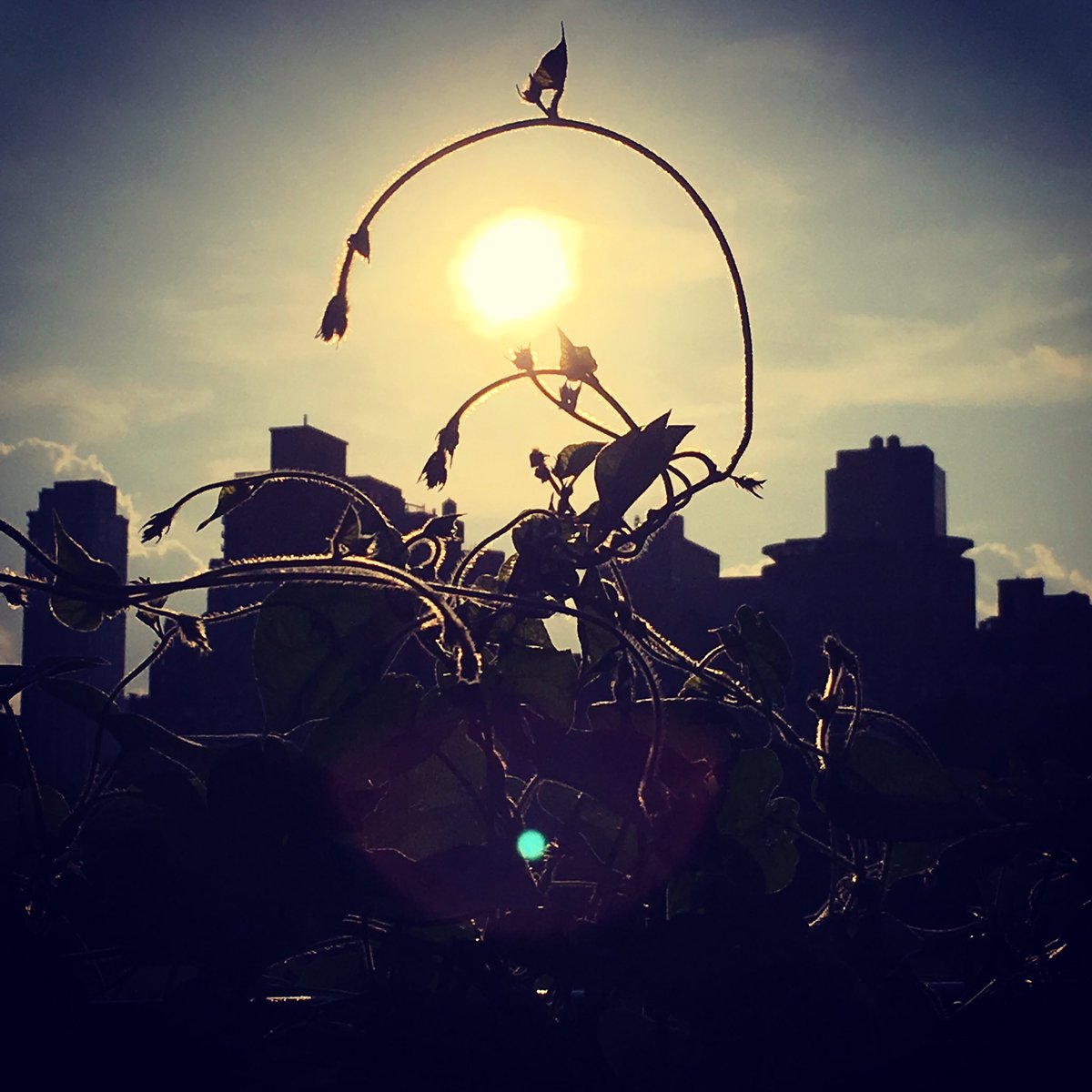 sarampines's tweet photo. Walking home @My_Cen_ParkNYC @CentralParkNYC @NYCDailyPics @NYCSightsSounds @centralparkwalk #nyc #iloveny #walk https://t.co/9QQBP41GRy https://t.co/lD7jaSBquN