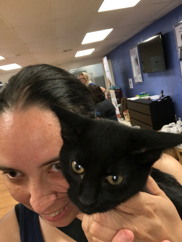 mcmenamyk's tweet photo. Bear the cat is looking for a forever home! Won't you be his family? @okhumane @NewLeashUSA #adoptmeplease #blackcatsrule #gishwhes https://t.co/oGuQERfvni