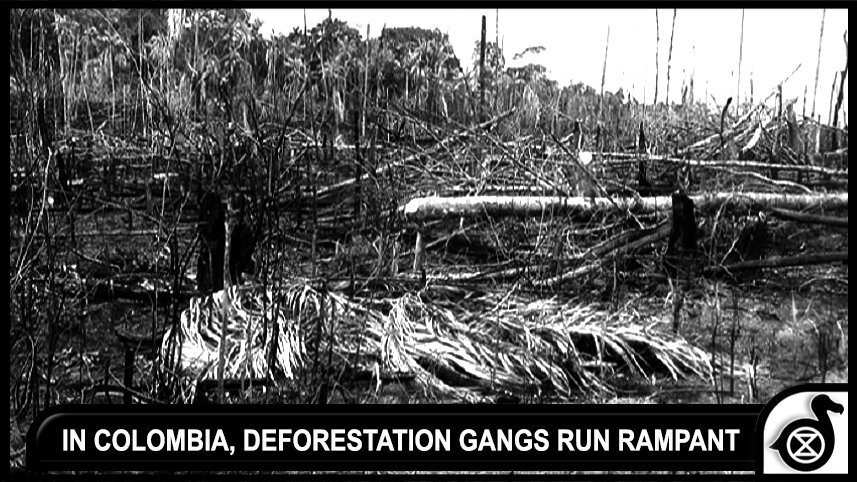 Dodo_Tribe's tweet photo. In Colombia, deforestation gangs run rampant. Corruption and Greed will see the end of our planet!
https://t.co/VgpeK0Occb https://t.co/SIw210905R