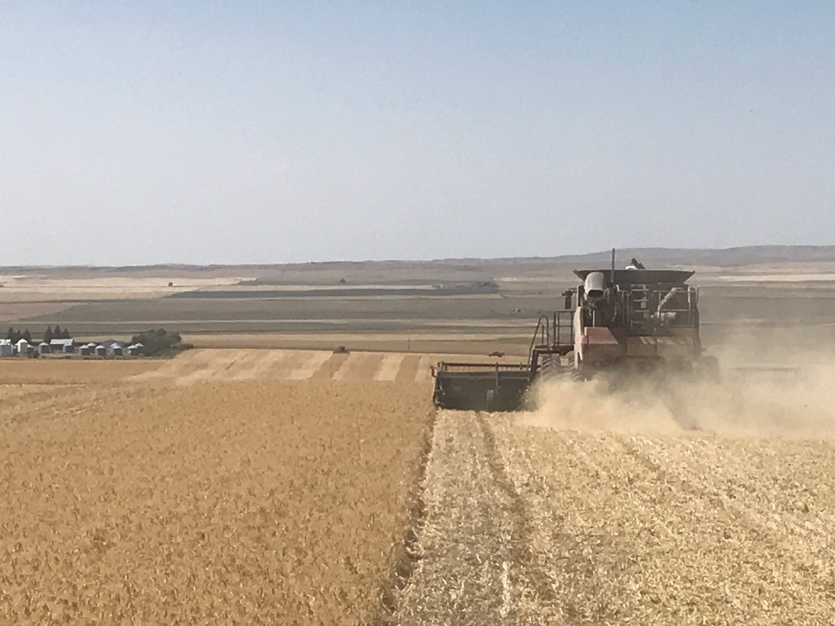 PremiumAg's tweet photo. #Harvest17 A great #pea #yieldmap is of great value! Without precip a big swath of acres will be complete by end August https://t.co/N1BU8nlh9c