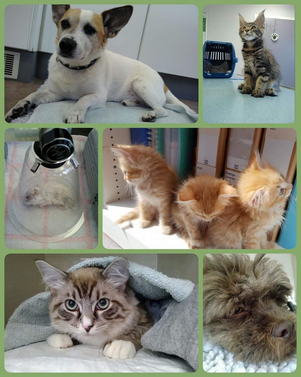 De week in foto's!!! #dierenkliniek #filmwijk #almere #dierenarts