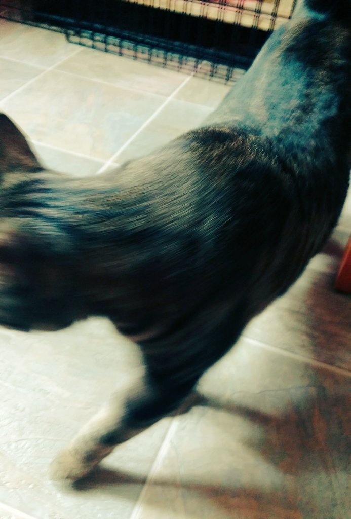 CatMike8's tweet photo. Yeah, @jdmar3. You locked me in the laundry room so I chewed open a bag of treats and ate most of them. GFY. https://t.co/M71Vmqe3cJ