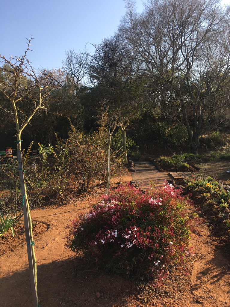 myMillionMiles's tweet image. Women's day labour ✔️✔️Divide and conquer ... multiply! Was very therapeutic but now I have no back!😃 #decrepit