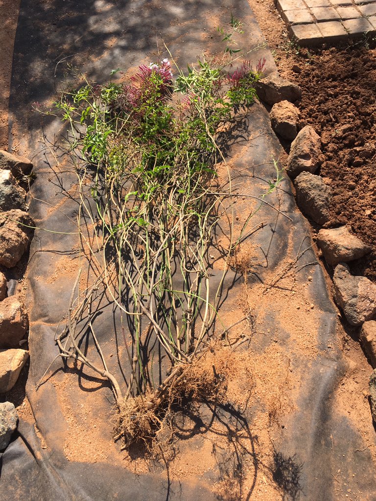 myMillionMiles's tweet image. Women's day labour ✔️✔️Divide and conquer ... multiply! Was very therapeutic but now I have no back!😃 #decrepit