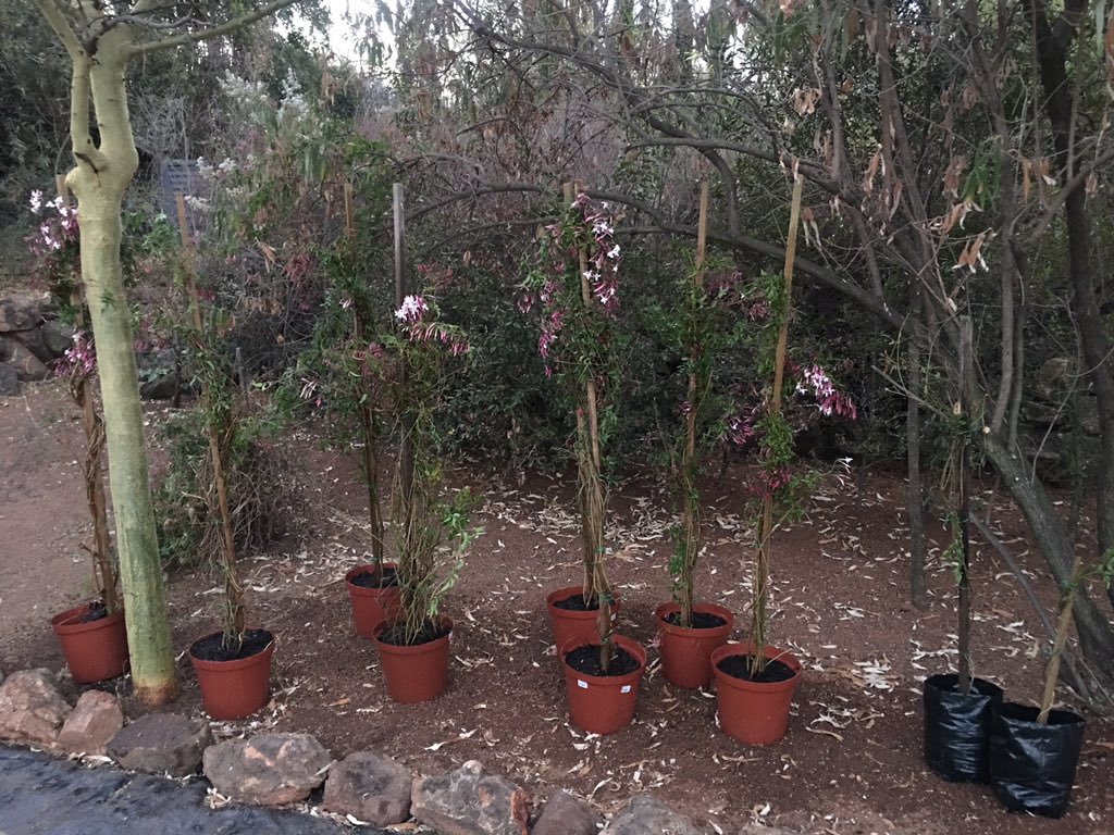 myMillionMiles's tweet image. Women's day labour ✔️✔️Divide and conquer ... multiply! Was very therapeutic but now I have no back!😃 #decrepit