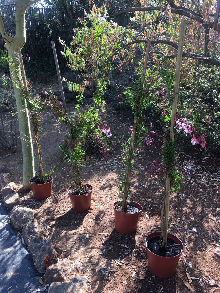 myMillionMiles's tweet image. Women's day labour ✔️✔️Divide and conquer ... multiply! Was very therapeutic but now I have no back!😃 #decrepit