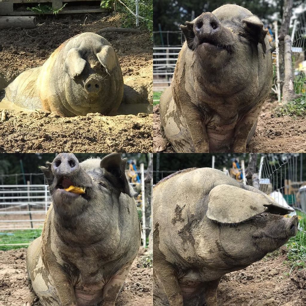 Meet Chardonnay. We currently have 6 breeding sows that I'm allowed to name and love. I LOVE Chardonnay. She prob.… ift.tt/2vQCRIF