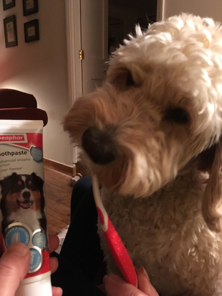 <a href="/Beaphar/">Beaphar</a> <a href="/BeapharUK/">Beaphar UK</a> first attempt!!! #livertoothpaste