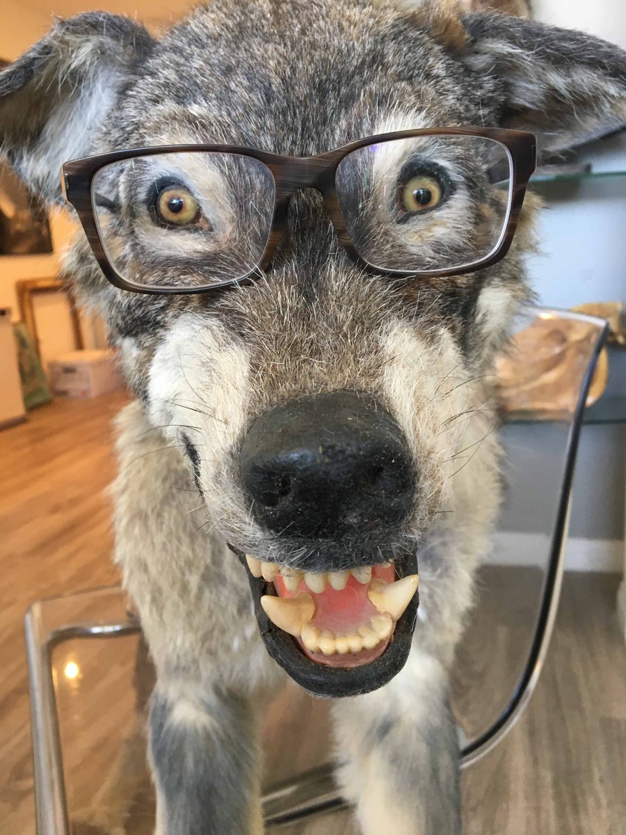 Autonomous_FX's tweet image. Studious P Wolf says study hard in school. #StudiousWolf #wolves #AutonomousFX #setlife #makeupFX #animalFX #stayinschool