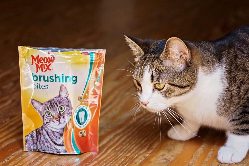 _FamilyTime_'s tweet image. Show your cats how much you love them with @MeowMix from Walmart! @TamaraCamPhoto shares her thoughts here: bit.ly/2uh2Vrm #AD