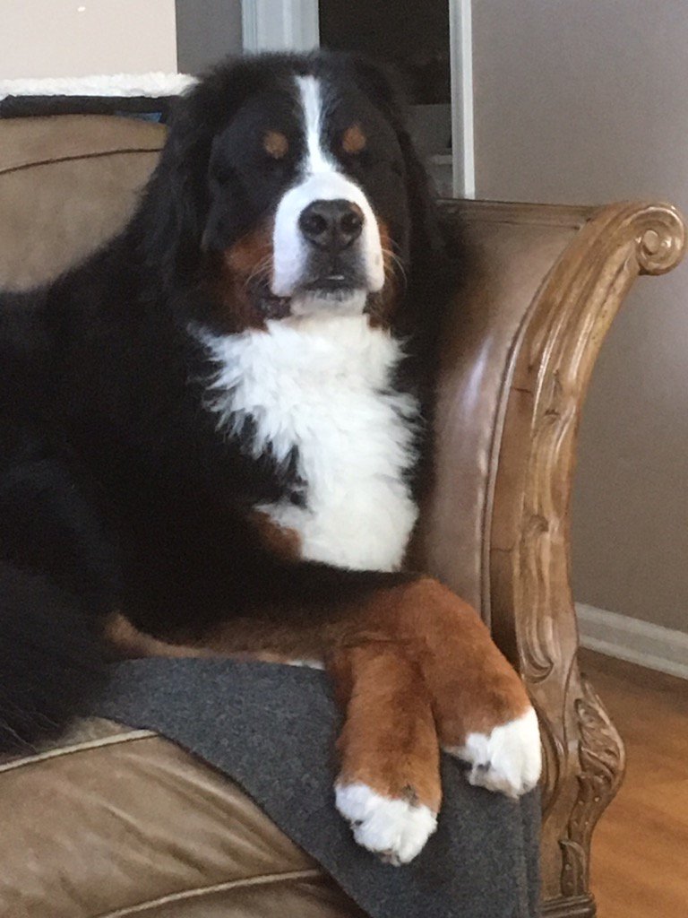 kmmerrick's tweet photo. #puppyprayers #bernesemountaindog #Shhhhhh https://t.co/uvetTPsFx1