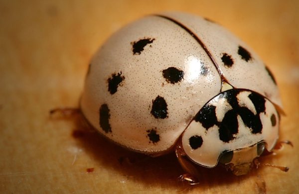 Lookin lookie! A Leucistic Ladybug! One of these days, I'll work up the guts 2 post the leucism vid I've worked on 4ever... #Its45Mins #EPIC