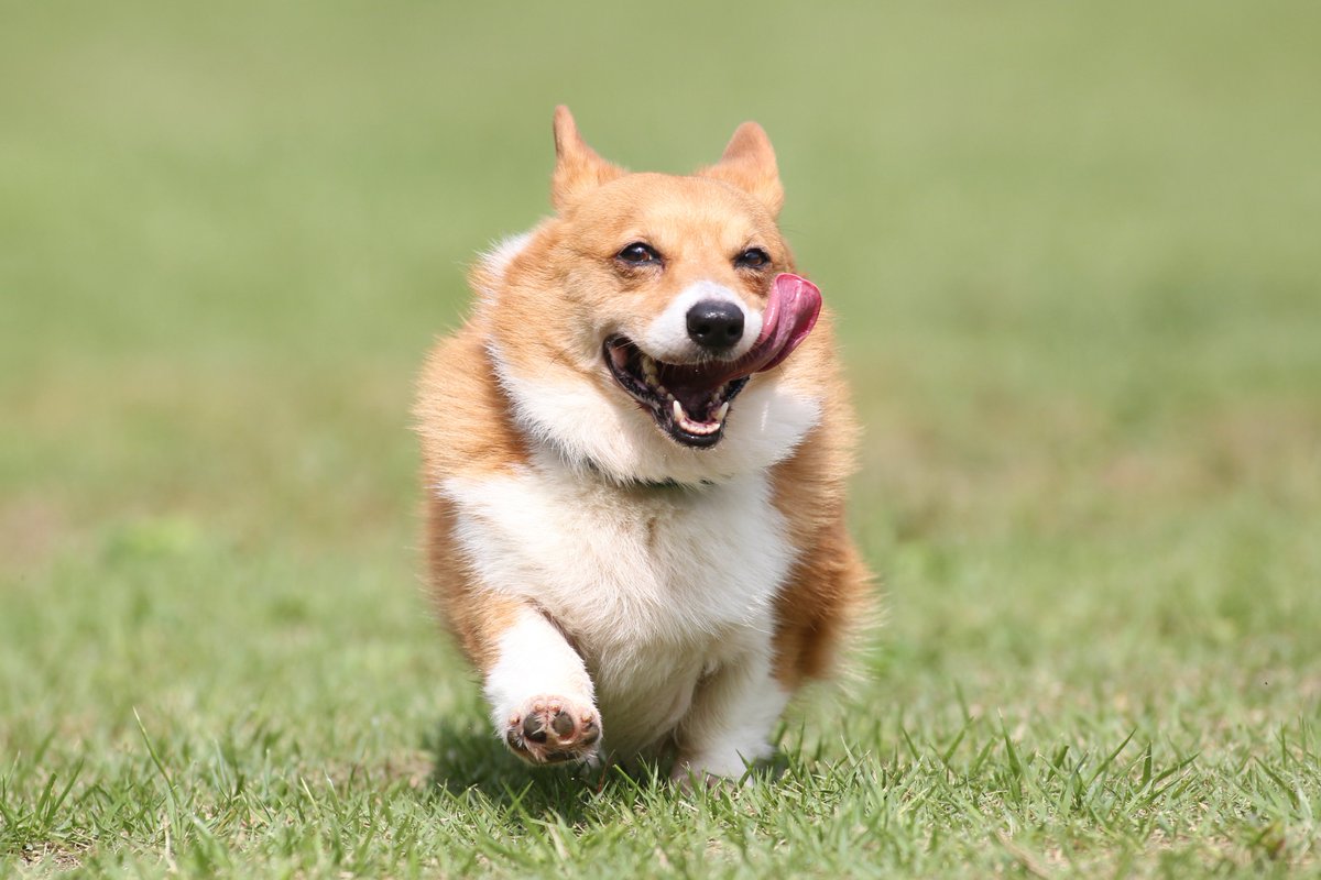飛行犬 空飛ぶわんこphoto Twitterissa 飛行犬撮影所の看板犬レオ 低い 朝一でチェック撮影を試みるも ボク ボール遊びよりウマウマがいいな 全力疾走しないことは笑顔でごまかす 飛行犬の看板犬です 飛行犬 飛行犬撮影会 空飛ぶわんこ 飛行犬 空飛ぶわんこphoto Twitterissa 飛行犬撮影所の看板犬レオ 低い 朝一でチェック撮影を試みるも ボク ボール遊びよりウマウマがいいな 全力疾走しないことは笑顔でごまかす 飛行犬の看板犬です 飛行犬 飛行犬撮影会 空飛ぶわんこ