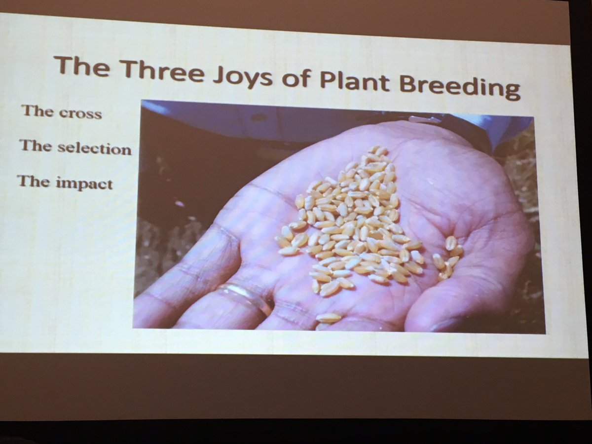 The three joys of plant breeding <a href="/Huskerwheat/">UNL Small Grains Breeding- Frels Lab</a> #NAPB2017
