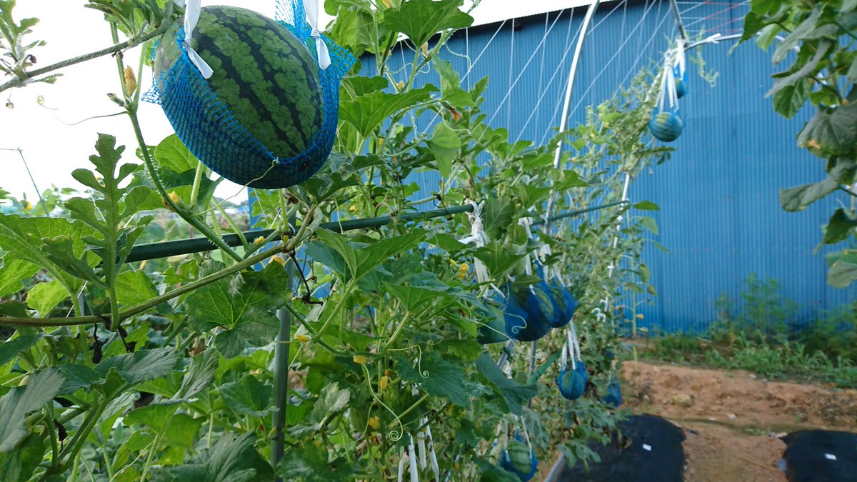 100本 わが家の家庭菜園 空中栽培の小玉スイカとプリンスメロンは食べ頃が多数 お盆に集まる孫たちが大喜びだと思います Ftvみんなの天気