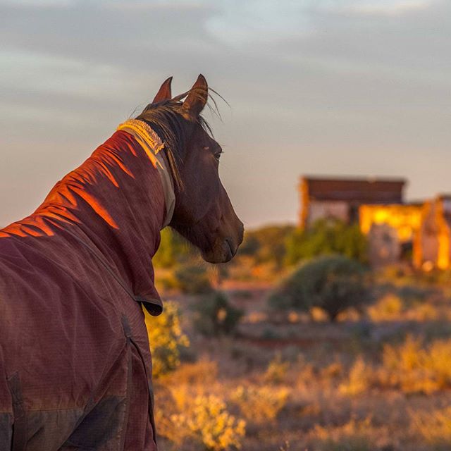 Willie surveying his kingdom in Kookynie a living ghost town in the Goldfields WA. Andy Tyndall photopgraphy