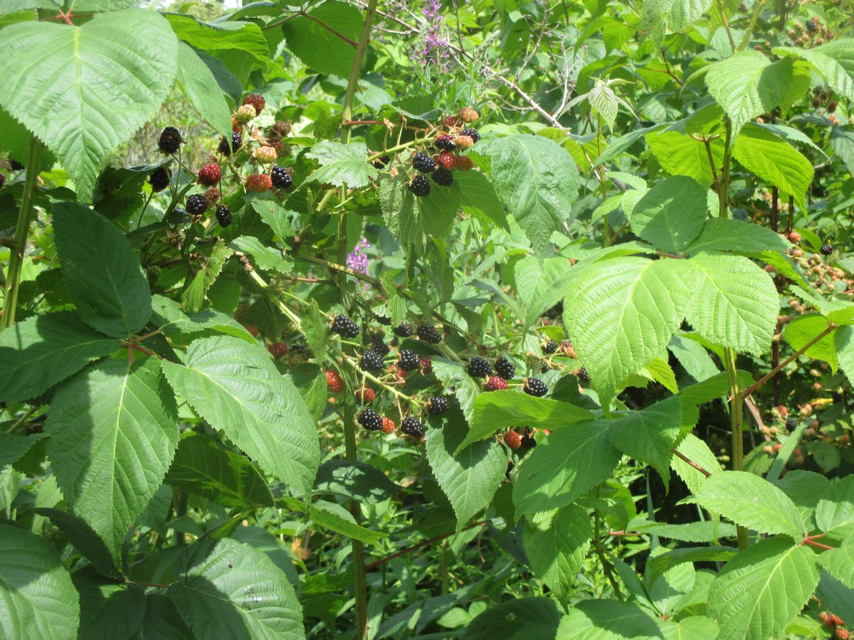 UMFJackson's tweet photo. Some advantages to #NoMow: #monarch, #hummingbee, #blackberries. https://t.co/UGIZsWIH41